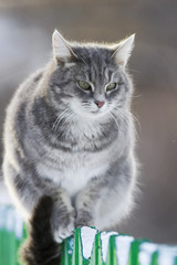 grey striped cat sitting on a fence in winter
