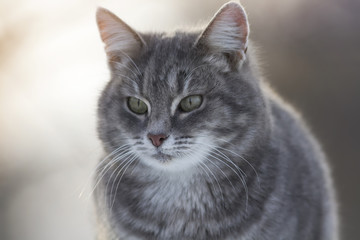 grey striped cat sitting on a fence in winter