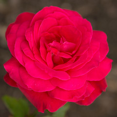 Obraz premium Pink rose close up