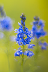 Fototapeta premium яркие голубые полевые цветы на солнечном лугу