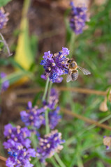 Bee at lavander close up in a flowerbed