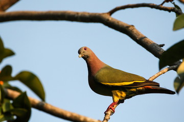 Pink-necked Pigeon, Bird