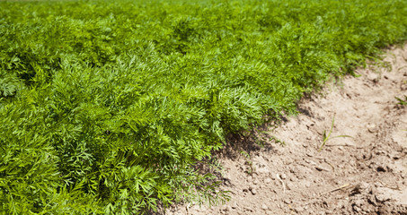 Fototapeta na wymiar carrot leaves in the soil 