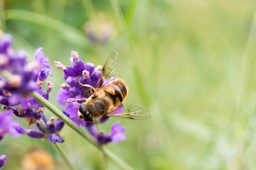 Bee at lavander close up in the garden