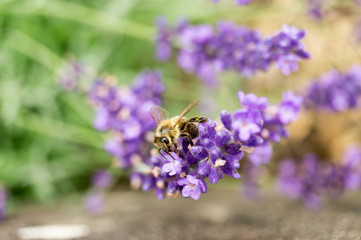 Bee at lavander close up in the garden