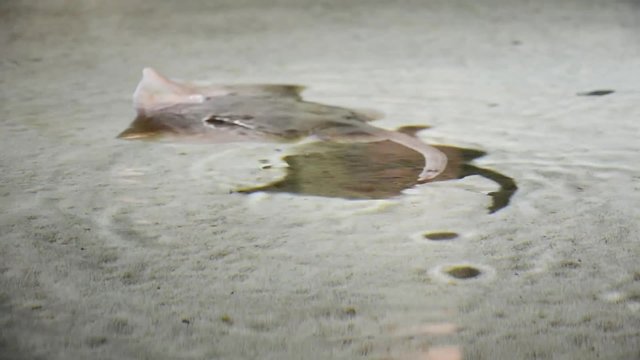 Manta