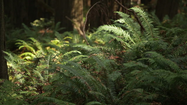 Ferns In Light Breeze