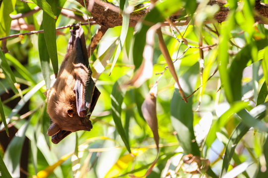 Bat is hanging on the tree