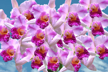 Orchid Cattleya flowers