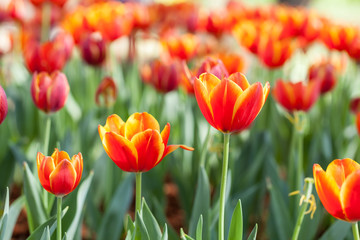 Obraz premium Colorful tulips planted in the garden decorations.