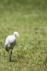 Intermediate Egret (Mesophoyx Intermedia), Bird