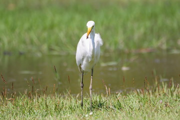 Intermediate Egret (Mesophoyx Intermedia), Bird