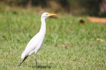 Intermediate Egret (Mesophoyx Intermedia), Bird