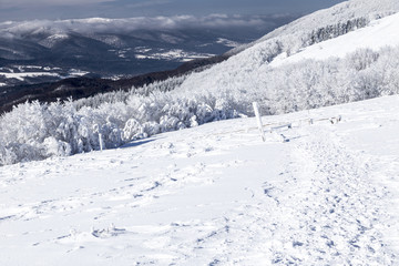 Winter forest