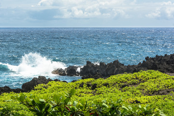Succulent plants along Maui coast, Hawaii