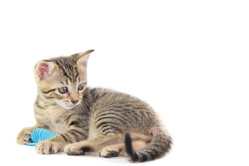 Gattino tigrato con giochino