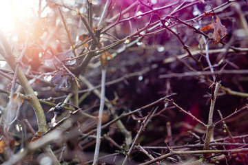 Herbst