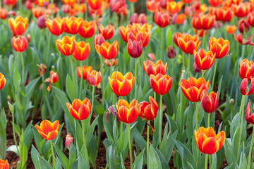 Beautiful orange tulips planted in the garden decorations.