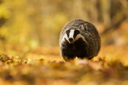 Running badger in the forest
