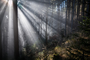 Obraz premium Die Sonnenstrahlen leuchten in den finsteren Wald