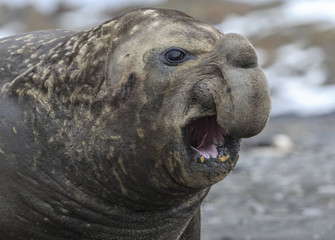 Young Southern Elephant Seal.