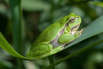Tree frog on a reed leaf