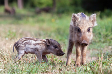 cute boar pigs