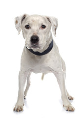 Obraz premium old american staffordshire terrier