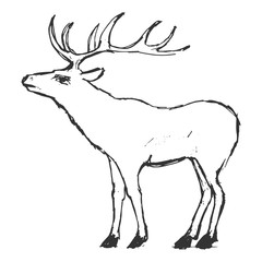 hand drawn, grunge, sketch illustration of deer