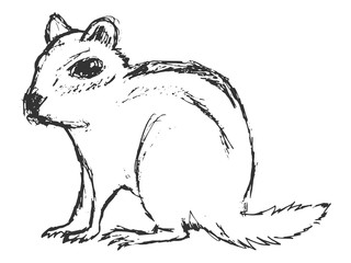 hand drawn, grunge, sketch illustration of chipmunk