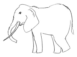 hand drawn, grunge, sketch illustration of elephant