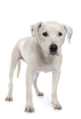 Obraz premium old american staffordshire terrier