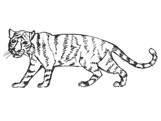 hand drawn, grunge, sketch illustration of tiger