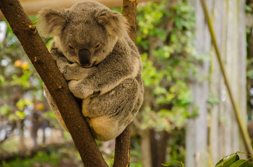 Koala auf einem Baumstamm