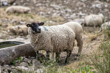 Schaf am Trog