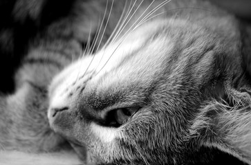 portrait of a striped domestic cat - 100134362