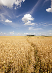 footpath in the field  