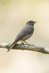 Obraz premium Bird on the branch