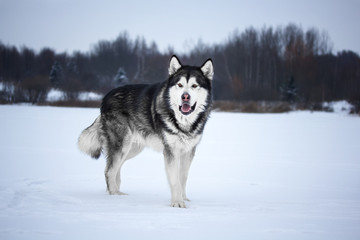 Alaskan Malamute in the forest

