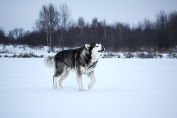 Alaskan Malamute in the forest
