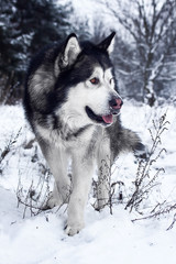 Alaskan Malamute in the forest
