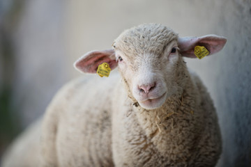Obraz premium Tierporträt von einem Schaf 