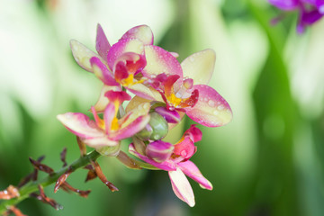 pink orchid