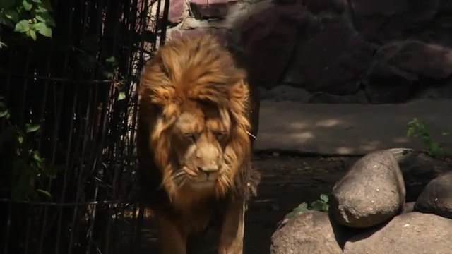 A sleepy shaggy Asian lion decided to change the place for his rest. The King of beasts, most dangerous and mighty predator of the world. Excellent animal in the amazing HD footage.
