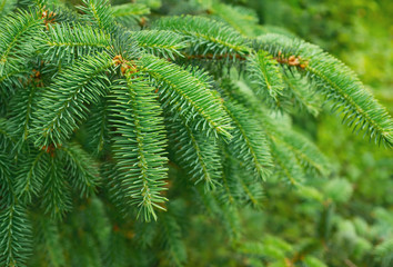 Branches of a Christmas tree