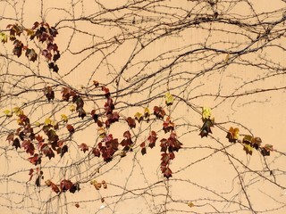 Beautiful pattern of ivy branches