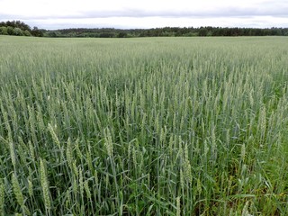 Huge green spelt field 