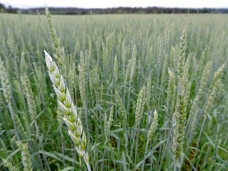 Close-up of green spelt ear