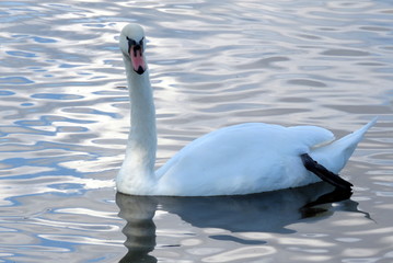 A Swan gliding on the mere at Hornsea, East Yorkshire UK
