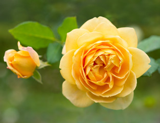 Yellow rose in nature